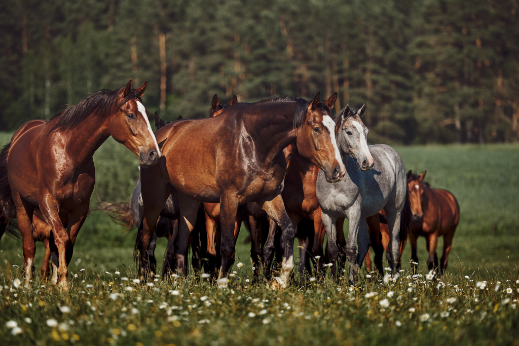 chevaux dans une nature
