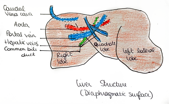 Figure 2: Horse liver structure - Diaphragmatic surface (adapted from Bouchon & Marceau, 2022).