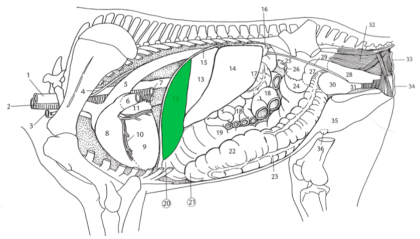 Figure 1: THORACIC, ABDOMINAL AND PELVIC VISCERS (MARE) - Deep lateral view (Raynor, 2008).