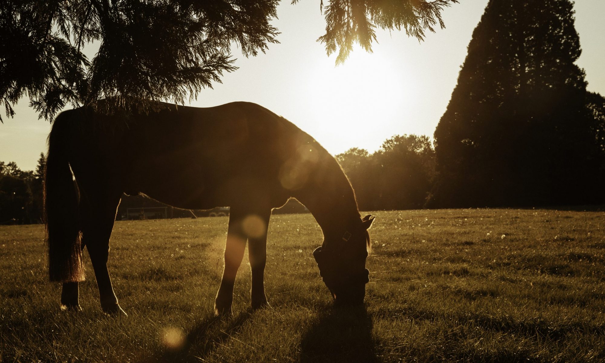 cheval dans un pré au coucher du soleil
